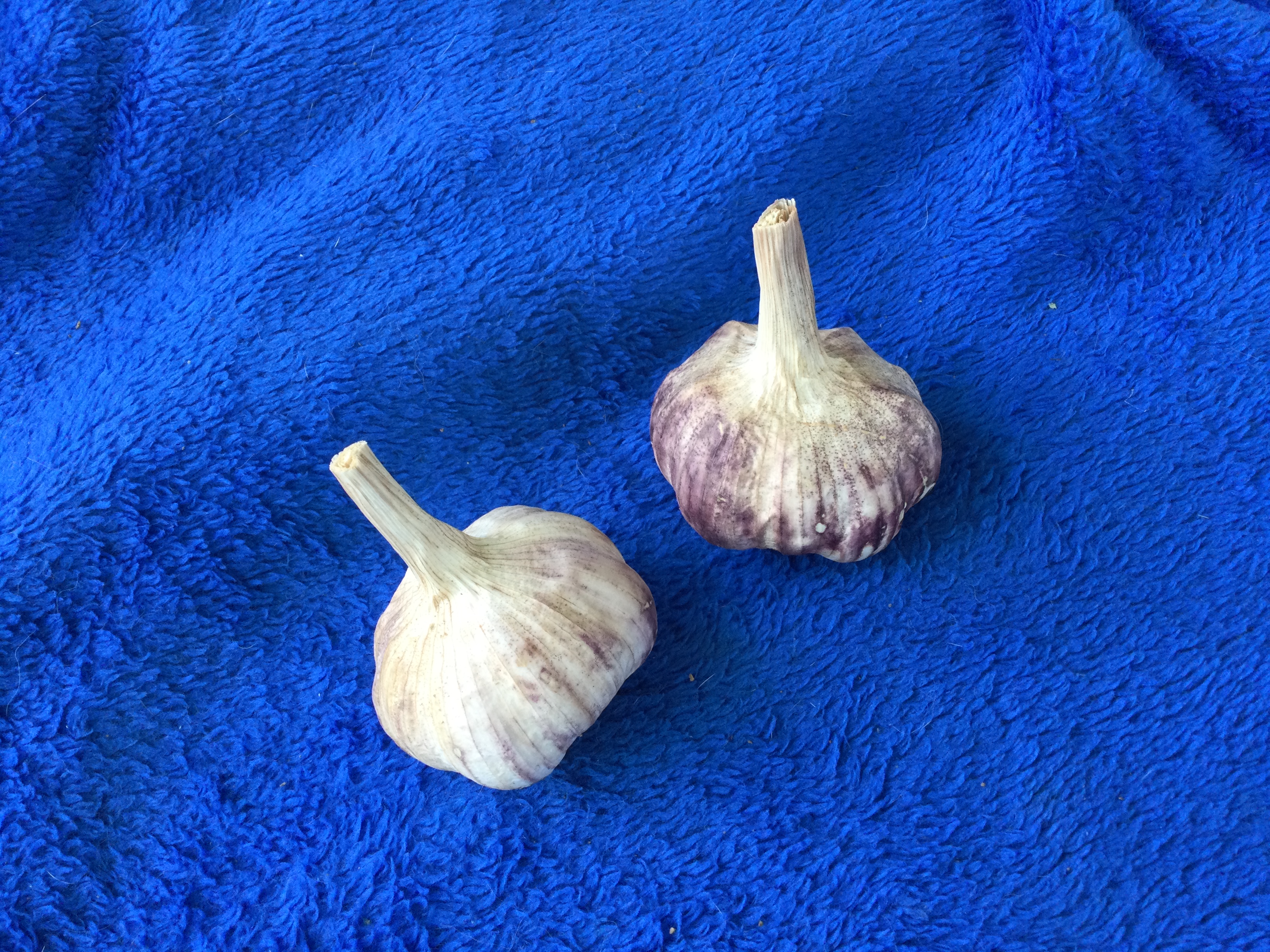 EARLY PORTUGUESE GARLIC - seed bulbs
